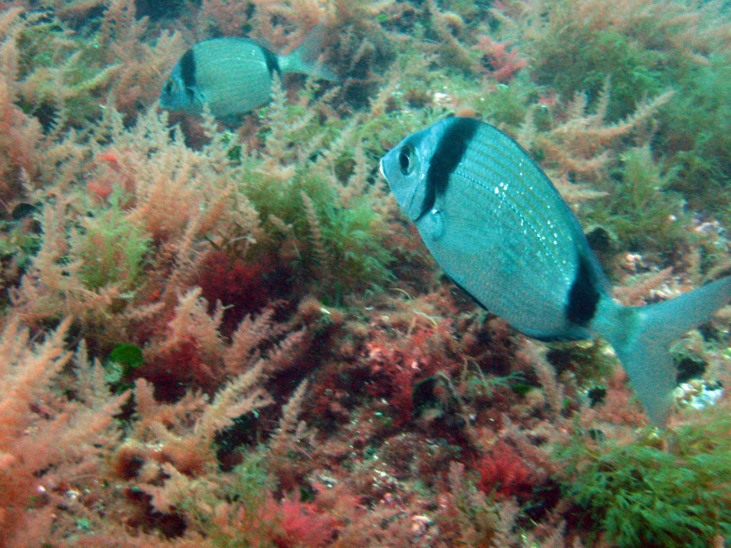 Fish swimming among asparagopsis armata red seaweed.