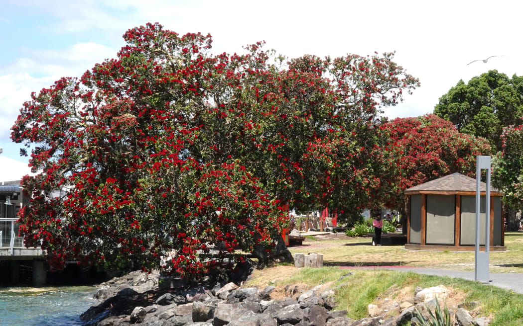 Pōhutukawa in bloom at Paihia’s Horotutu Park. Photo: RNZ / Peter de Graaf