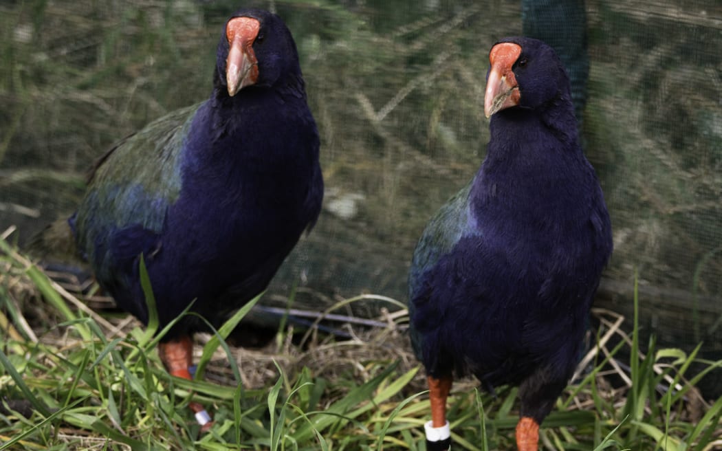 Two Takahē, Bendigo and Waitaa, have been released at Zealandia