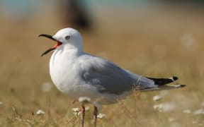 Black-billed Gull yawning Lake Tekapo New Zeland.

Biosphoto / Guillaume Bouteloup