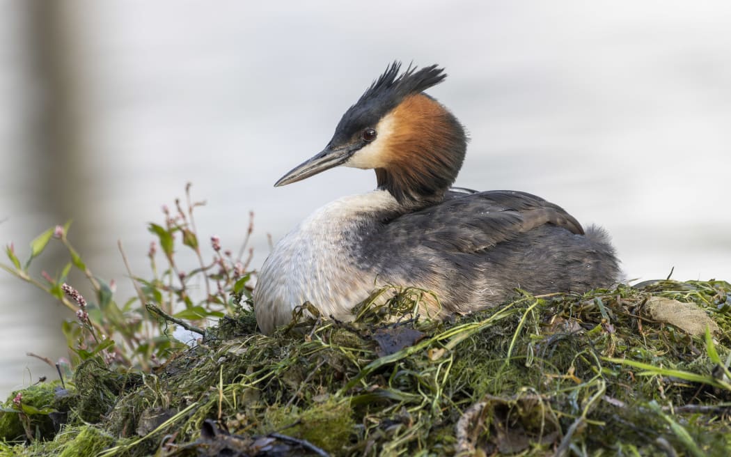 A pūteketeke Australasian crested grebe on a nest at Te Anau.