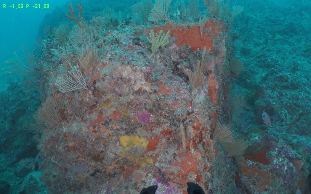 Different sea sponge colours and textures on the seafloor.