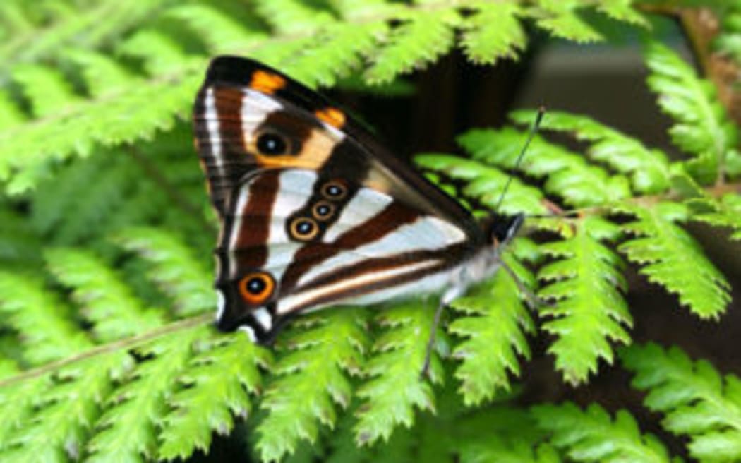 Forest Ringlet Butterfly