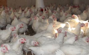 Chickens in a barn