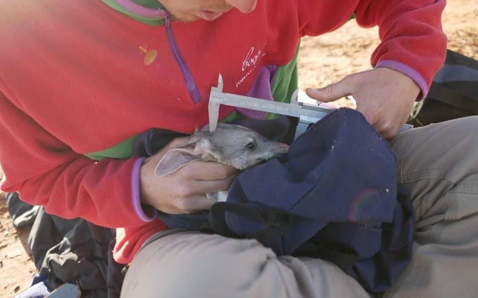 Bilby at Arid Recovery