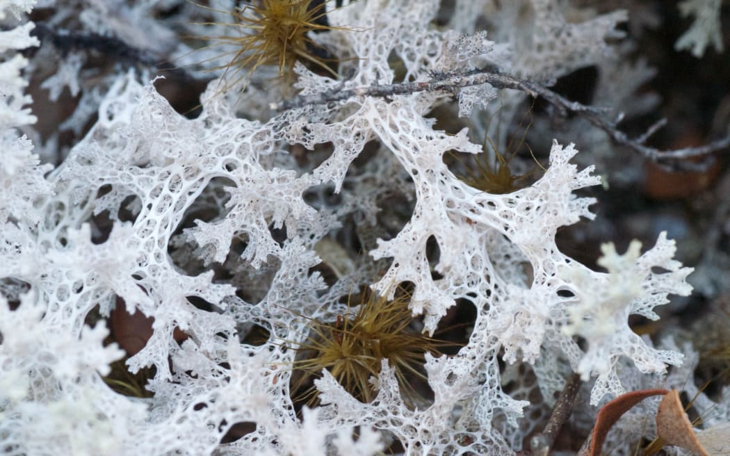 Lace lichen