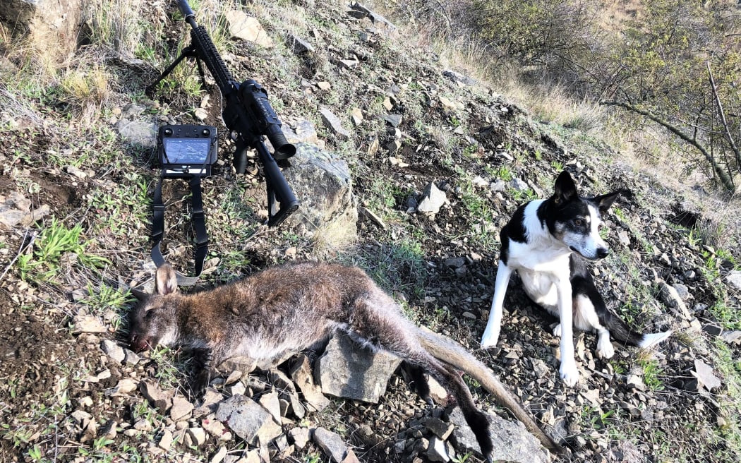 Scat dog Jet beside a wallaby