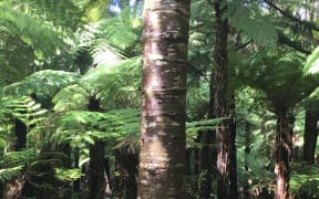 start of kauri dieback - lesions on tree base