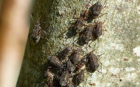 Giant willow aphid