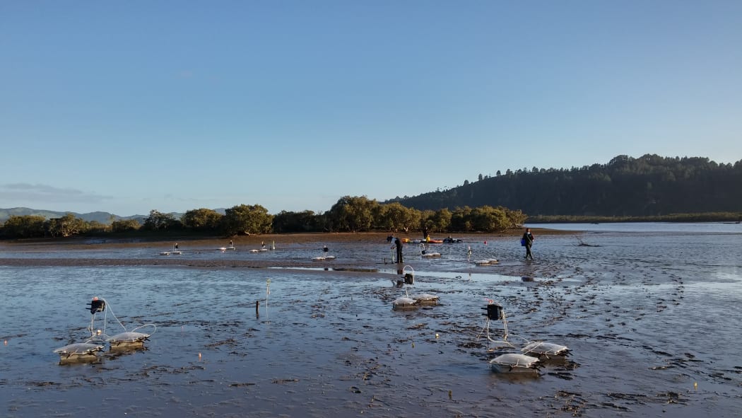 Tipping Points experiments are taking place in 15 estuaries around New Zealand.