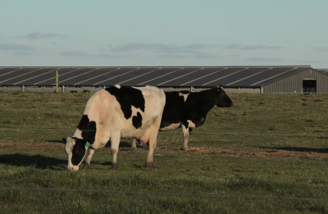 Cows on the farm infected with mycoplasma bovis.