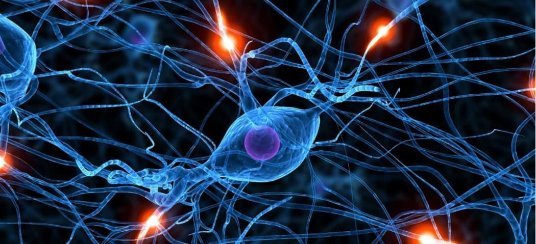 brain cells
