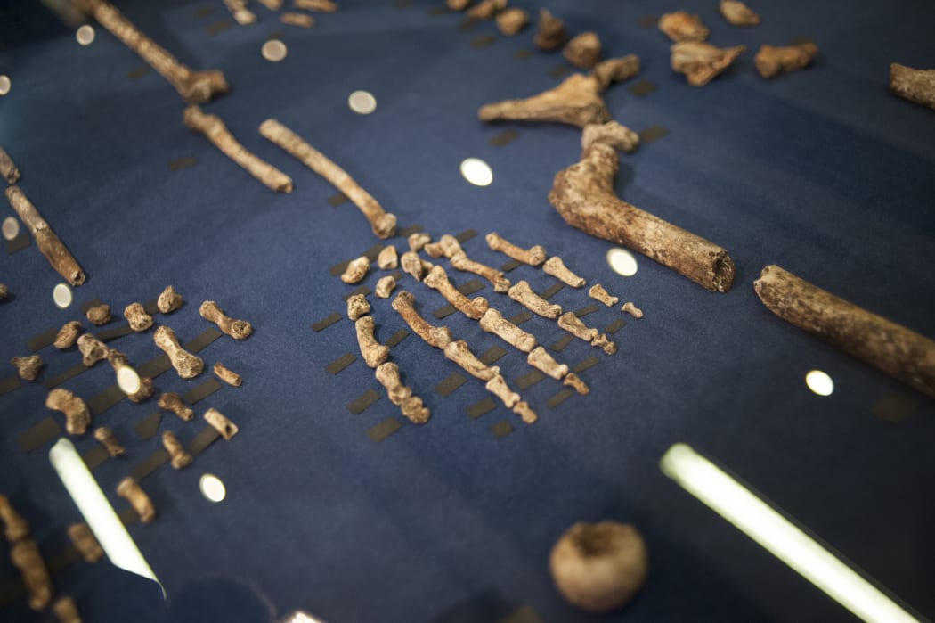 A Homo naledi skeleton laid out on display on 10 September.