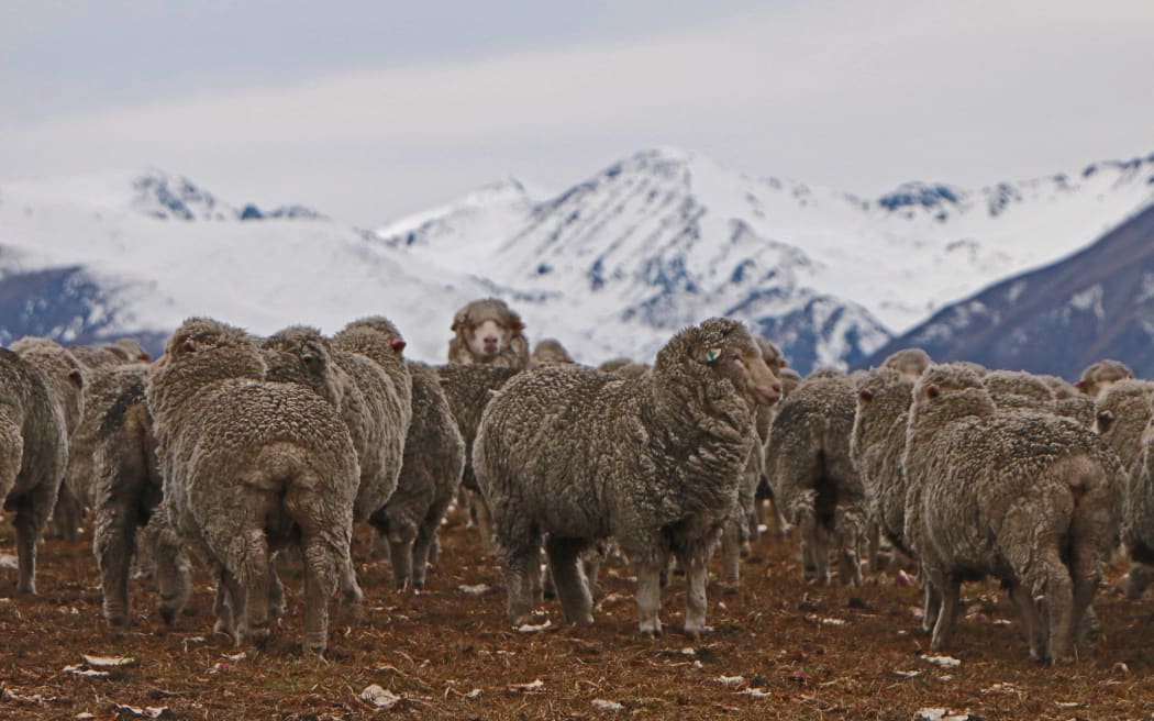 Sheep in foreground with snow clad alps behind