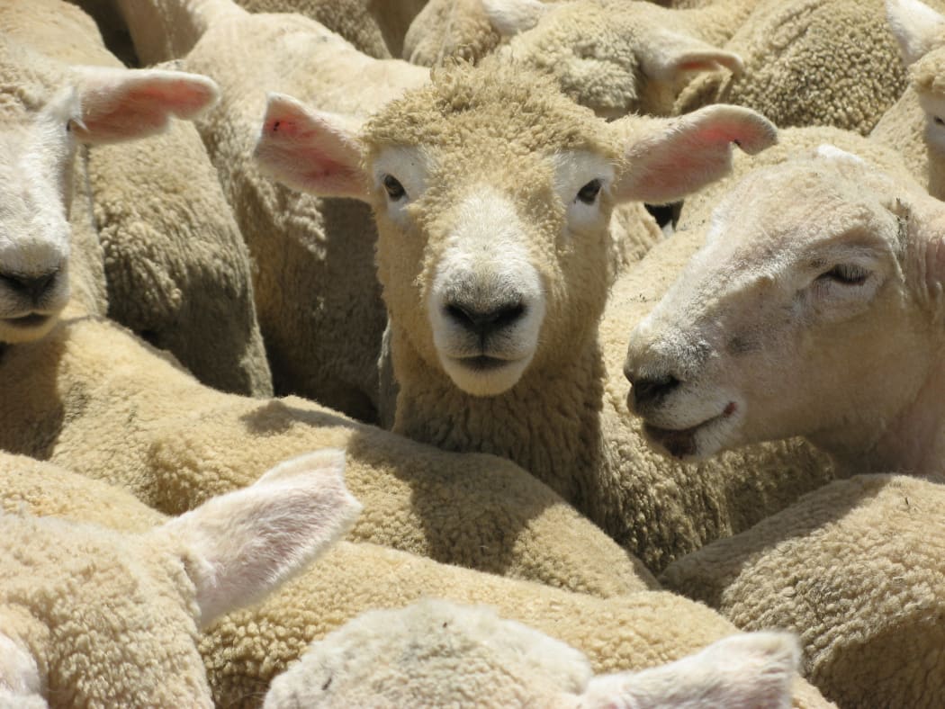 Sheep waiting for sale