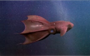 The vampire squid (Vampyroteuthis infernalis).