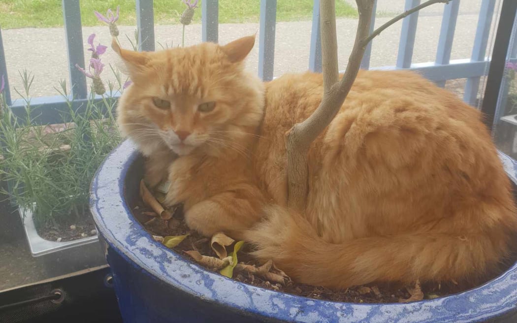 Helen Clark the cat curls up around a pot plant for a snooze.