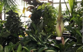 'Corpse flower', Amorphophallus titanum, at the Christchurch Botanic Gardens.