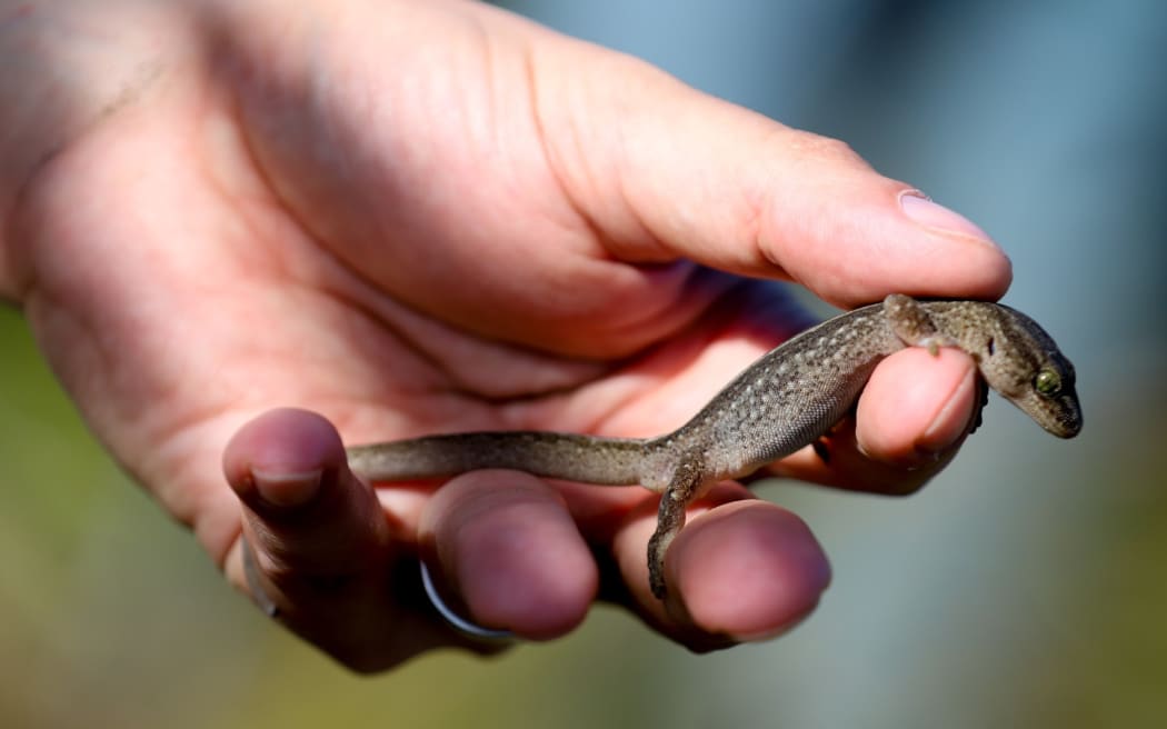 The newly named Korowai gecko is considered a nationally vulnerable species.