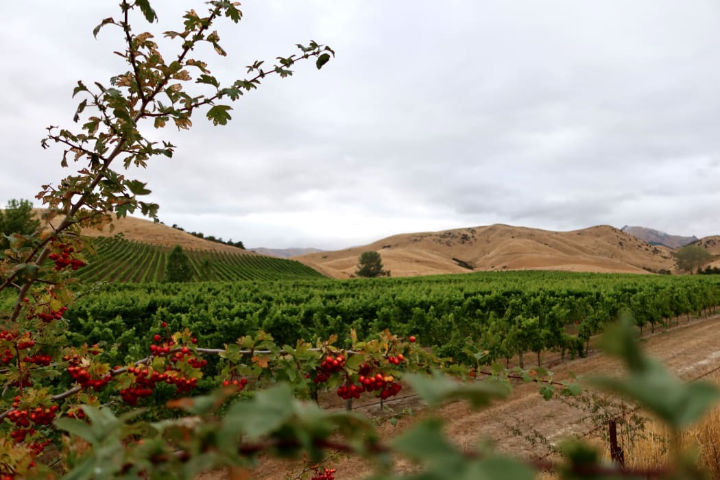 Simcox Quarry Limited wants to dig up to 90,000 tonnes of rock a year from its Barracks Rd quarry in the Omaka Valley.