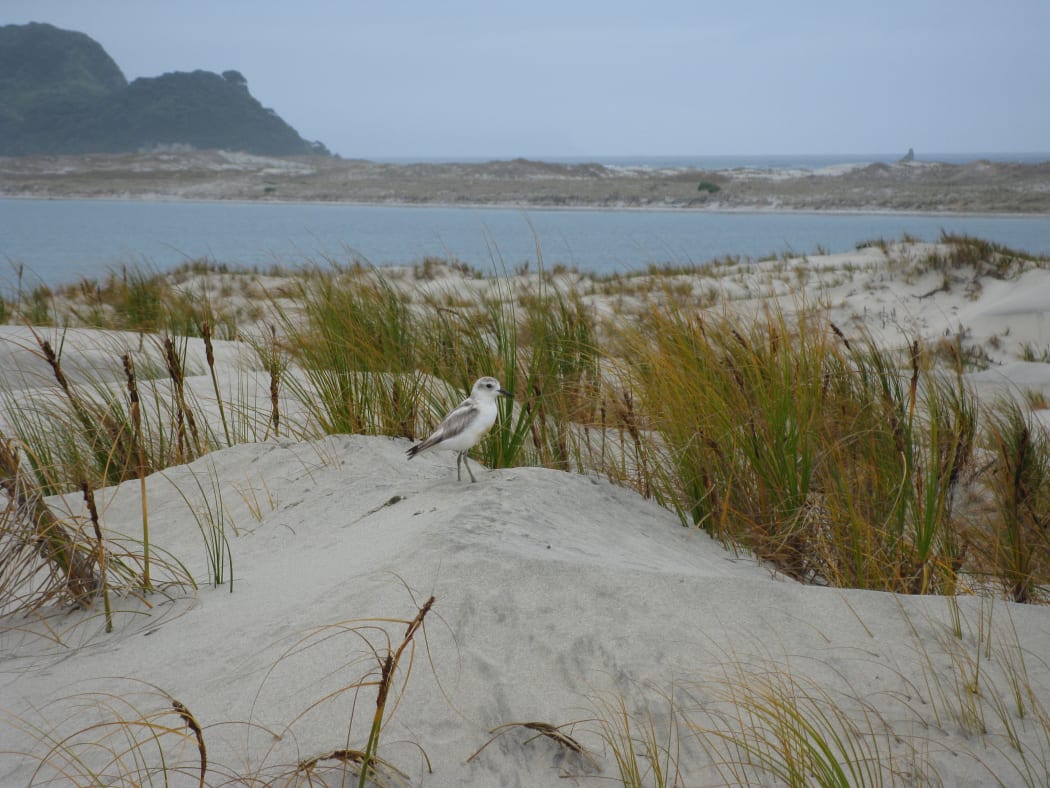 A New Zealand dotterel amongst pingao growing on sand dunes at Mangawhai Beach, in Northland.