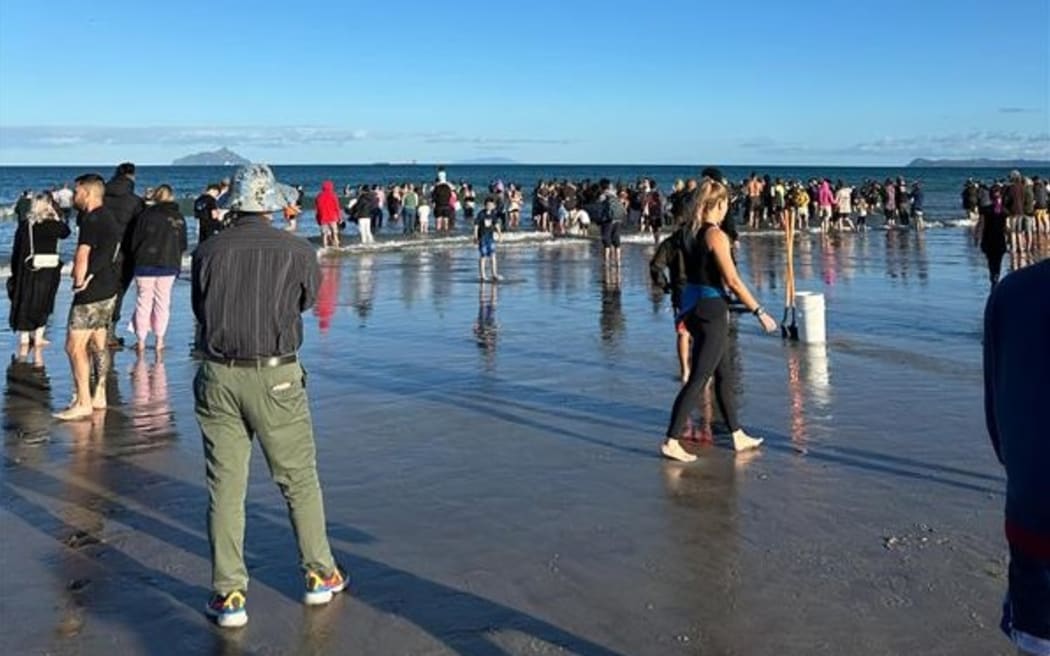 People at Bream Bay attempt to stop pilot whales from restranding after they have been refloated.