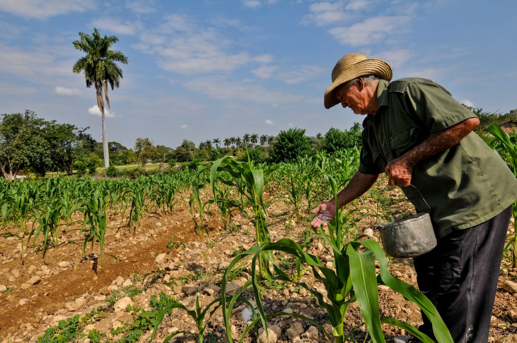 A farmer fertilizes his crops in Jiguani, Granma Province, Cuba on September 22, 2018.