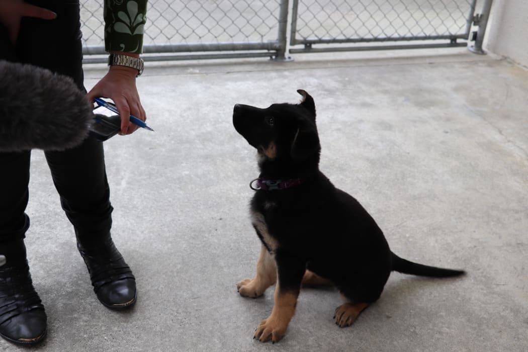 New Zealand Police dog puppy Luna listens to Bob Marley