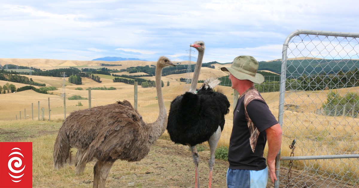 I'm a wee bit addicted to doing farm trials says Waipara farmer - Vimarsana News