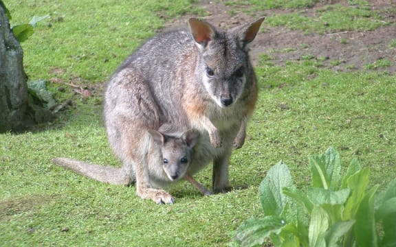 They may look cute but introduced wallabies pose serious threats to New Zealand's environment.