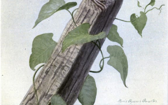 Carol the Meadow Lark. Illustration by Louis Agassiz Fuertes of an Eastern Meadowlark (Sturnella magna), from The Burgess Bird Book for Children