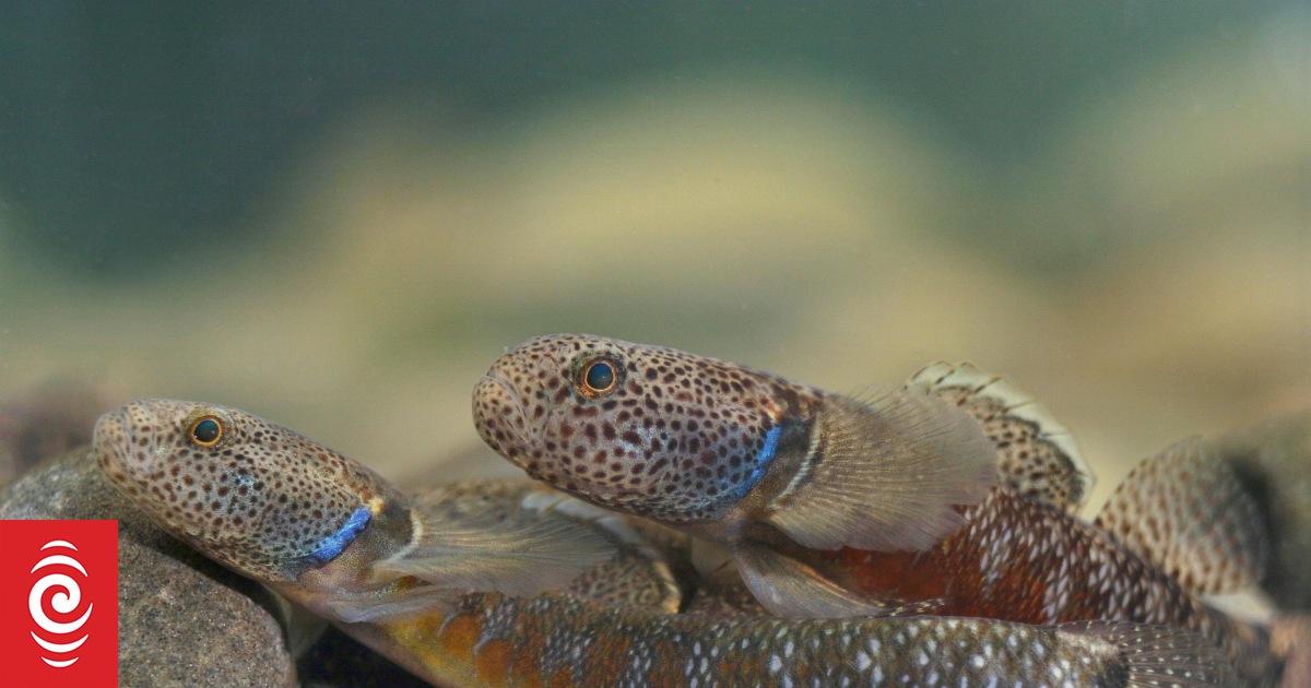 Bully Bluegill Spider — T. Hargrove Fly Fishing Inc.