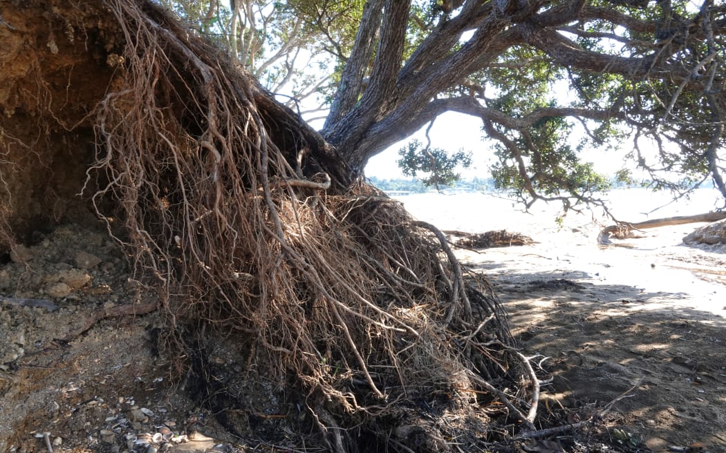 A pōhutukawa tree next to the stormwater outlet has been seriously undermined.