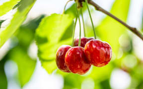 Cherries on tree.