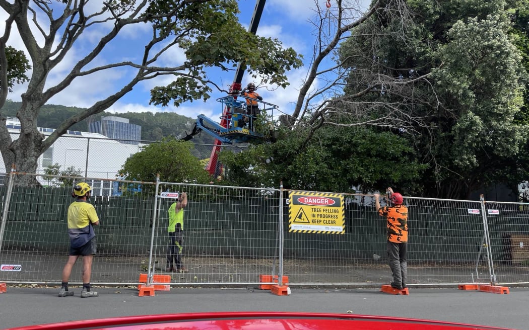 Work is underway to remove up to eight trees from the grounds of Wellington Girls College.