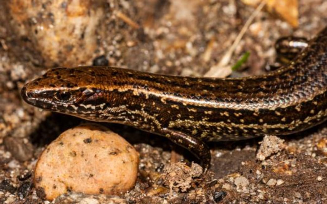 Cobble Skink