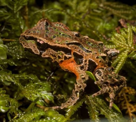 Nicola Toki’s Archey’s Frog