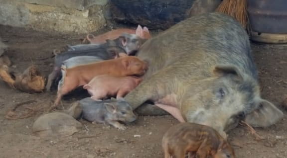 Sow and piglets out the back of Maxine's home