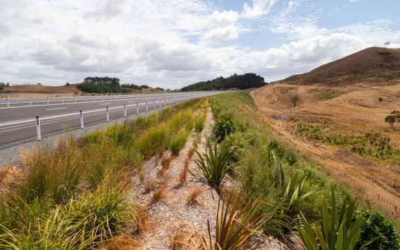 Plants on the side of the Huntly Bypass section of the Waikato Expressway.