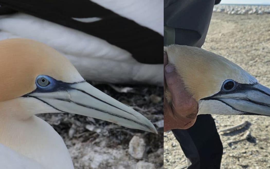 A collage of two images side-by-side. The image on the left shows the head of a gannet - a type of seabird with white feathers, a yellow head, long white beak, and blue eyering around a white iris. The image on the right also shows a gannet's head, but this one has a black iris instead of white.