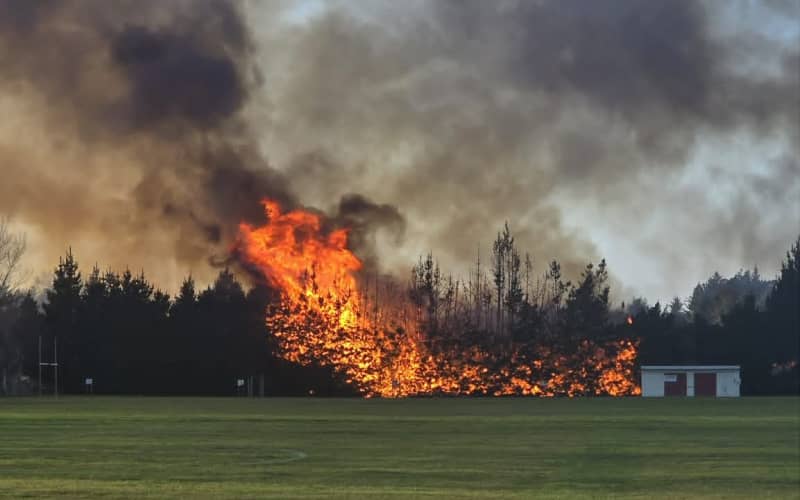 Watch: Huge blaze rips through trees near Oamaru school | RNZ