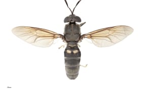 Black soldier fly