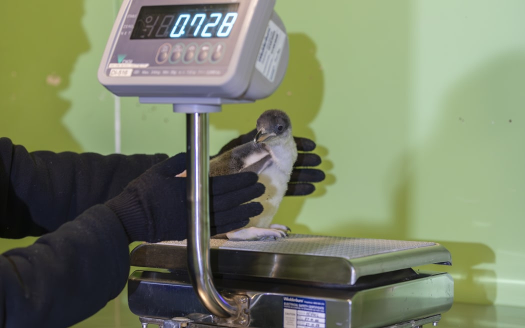 Three gentoo penguin chicks have been born at SEA LIFE Kelly Tarlton's Aquarium in Auckland.