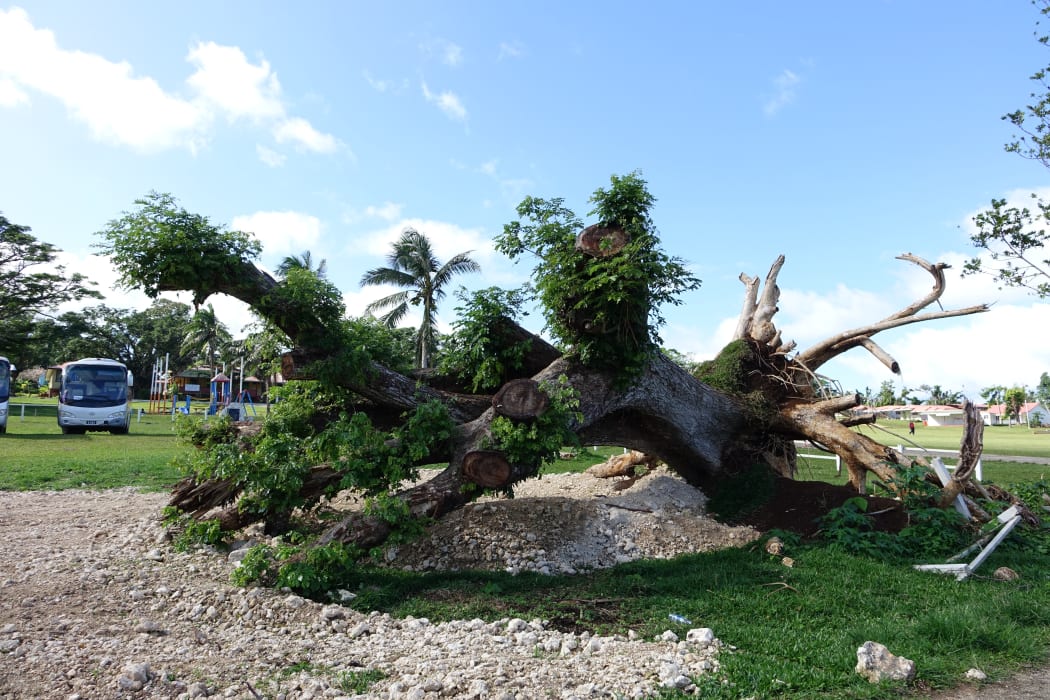 Cyclone Pam destroyed homes and crops, but in a sign of recovery, uprooted trees are sprouting leaves again.