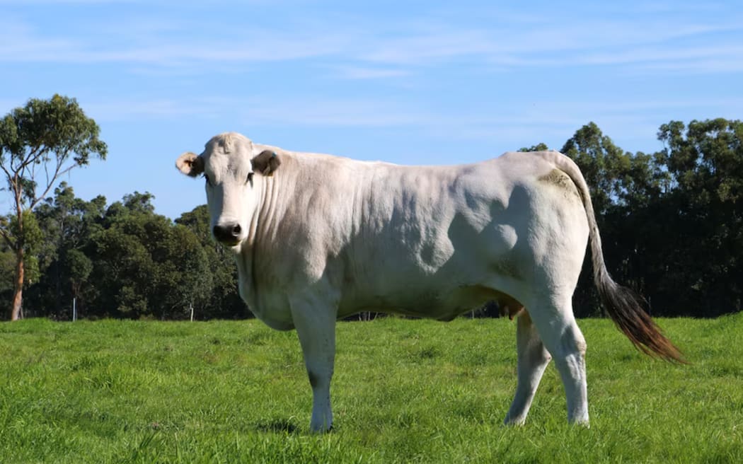 Chianina meat can be difficult to process due to its size.