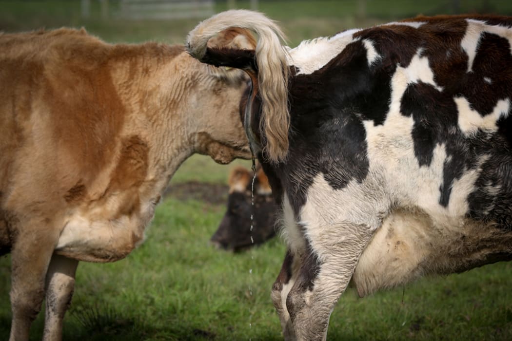 Organic Jersey cow on a Rongotea farm.