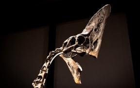 This rare dinosaur skeleton has attracted interest from around the world. (ABC News: Riley Stuart)