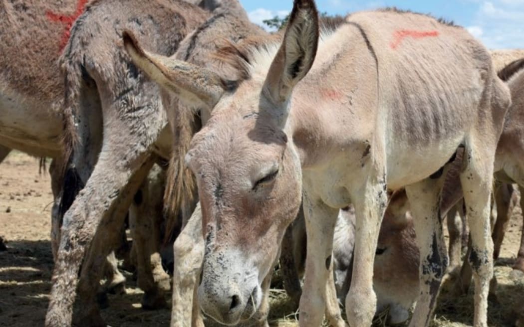 Emaciated donkeys at a pre-slaughter holding farm in Brazil.