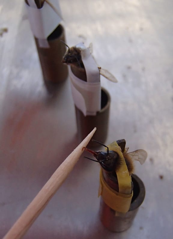 Honeybee sticking its tongue out