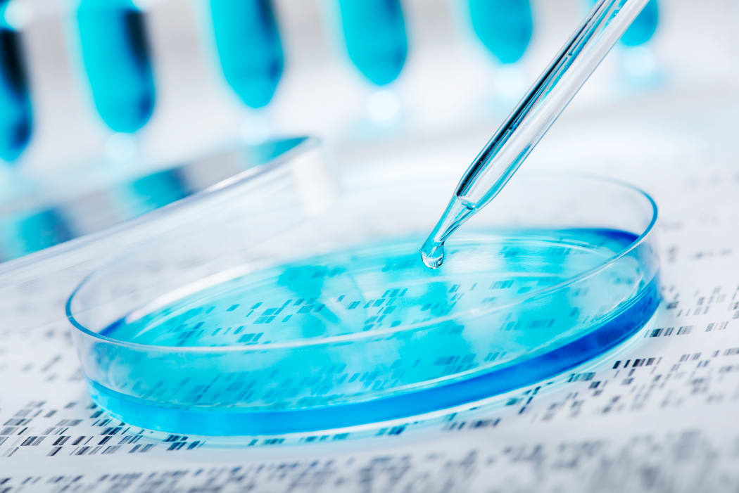 DNA sample being pipetted into petri dish with DNA gel in background